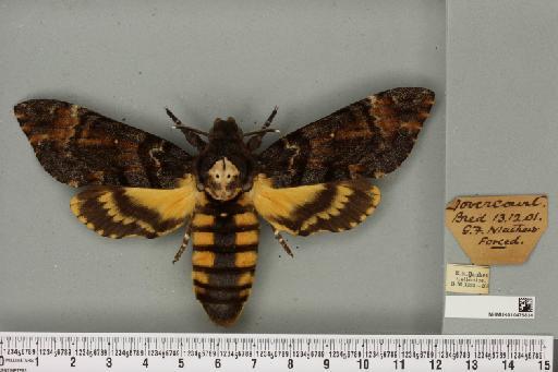 Acherontia atropos ab. extensa Tutt, 1904 - NHMUK_010475834_527277