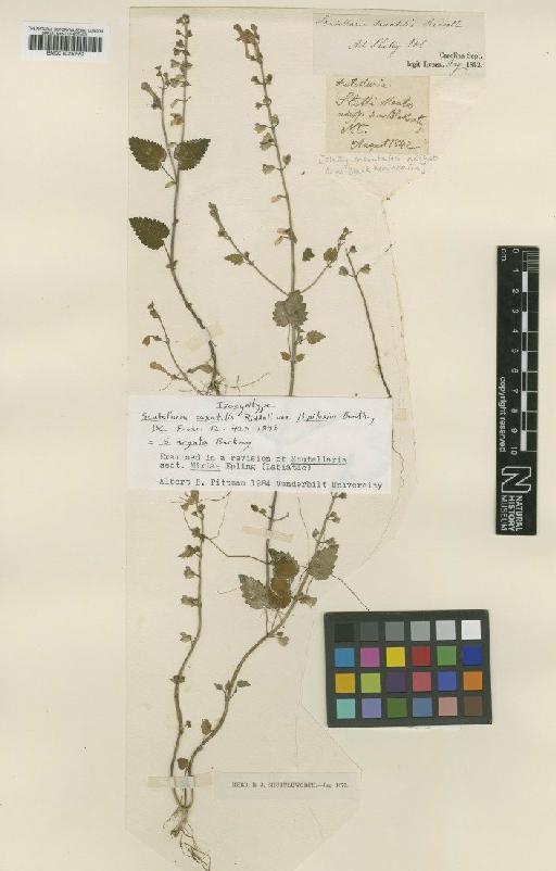 Scutellaria saxatilis var. pilosior Benth. - BM001025220