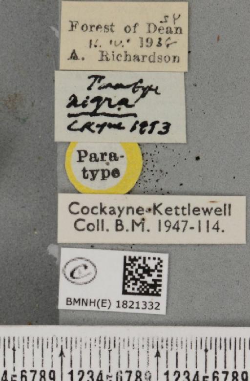 Eupithecia abbreviata ab. nigra Cockayne, 1953 - BMNHE_1821332_label_384027