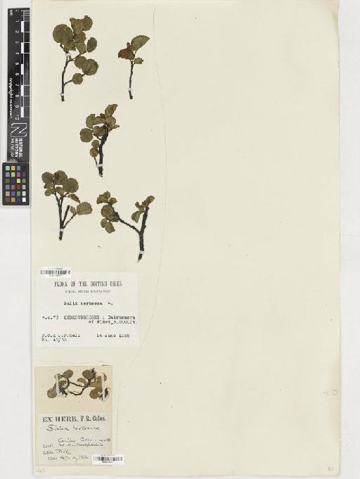 Salix herbacea L. - BM001165271