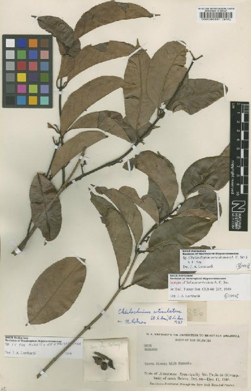 Cheiloclinium articulatum (A.C.Sm.) A.C.Sm. - BM000080351