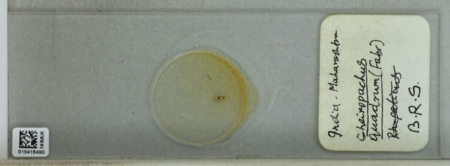 Cheiropachus quadrum