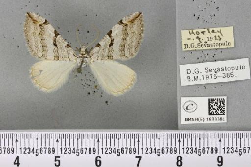 Aplocera plagiata plagiata (Linnaeus, 1758) - BMNHE_1833381_406481