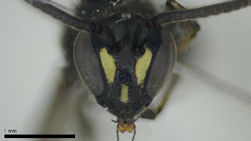 Hylaeus communis Nylander, 1852 - 013379994-NHMUK-Hylaeus_communis-male-head-anterior-4_0x.jpg