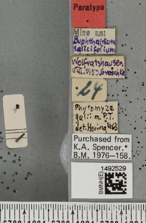 Phytomyza galii Hering (?ms) - BMNHE_1492529_label_54248