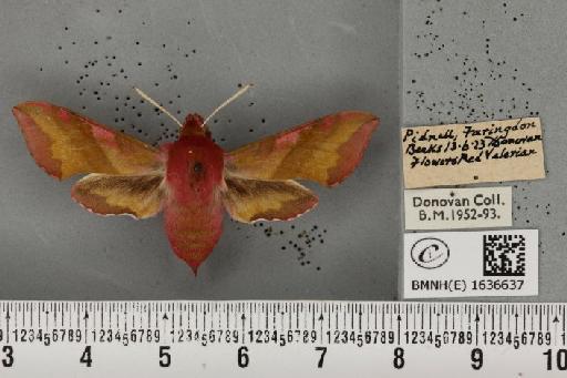 Deilephila porcellus (Linnaeus, 1758) - BMNHE_1636637_206701