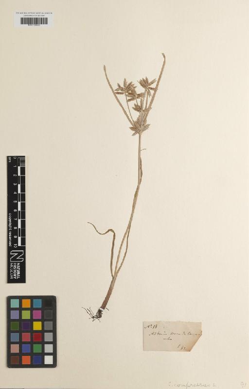 Cyperus compressus L. - BM001209233