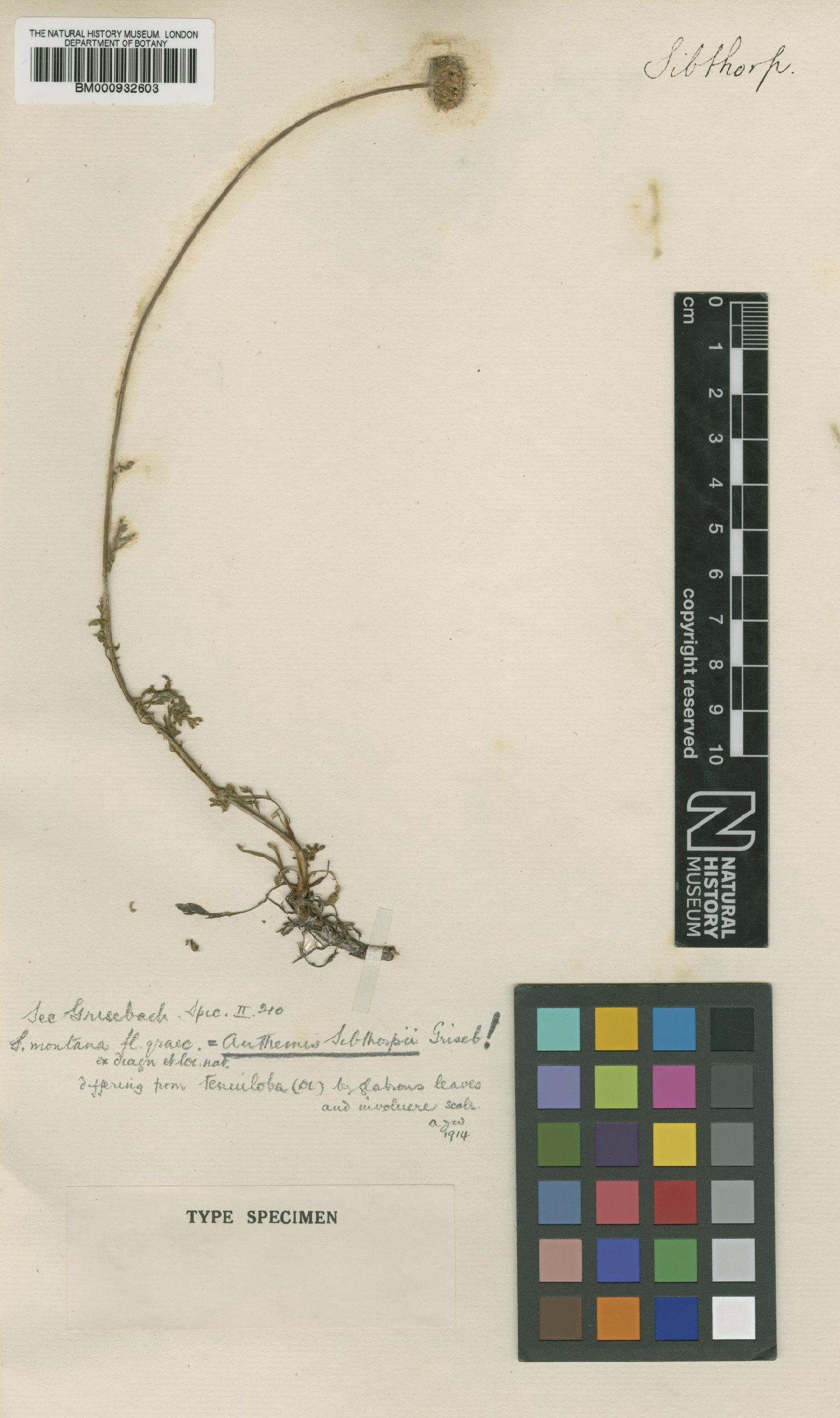 To NHMUK collection (Anthemis sibthorpii Griseb.; TYPE; NHMUK:ecatalogue:4869436)