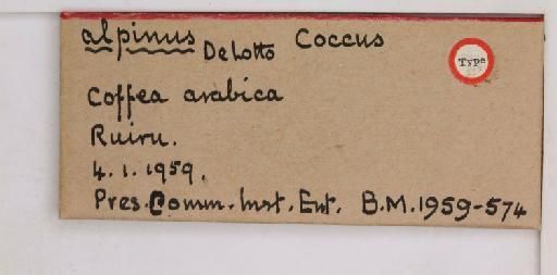 Coccus alpinus De Lotto, 1960 - 010713728_additional