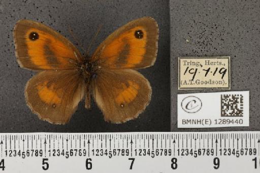 Pyronia tithonus britanniae (Verity, 1914) - BMNHE_1289440_125185