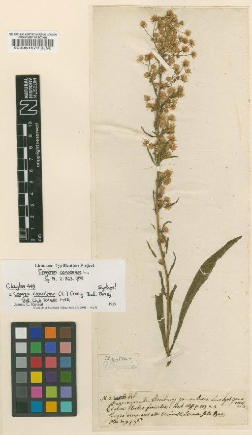 Erigeron canadensis L. - BM000051570