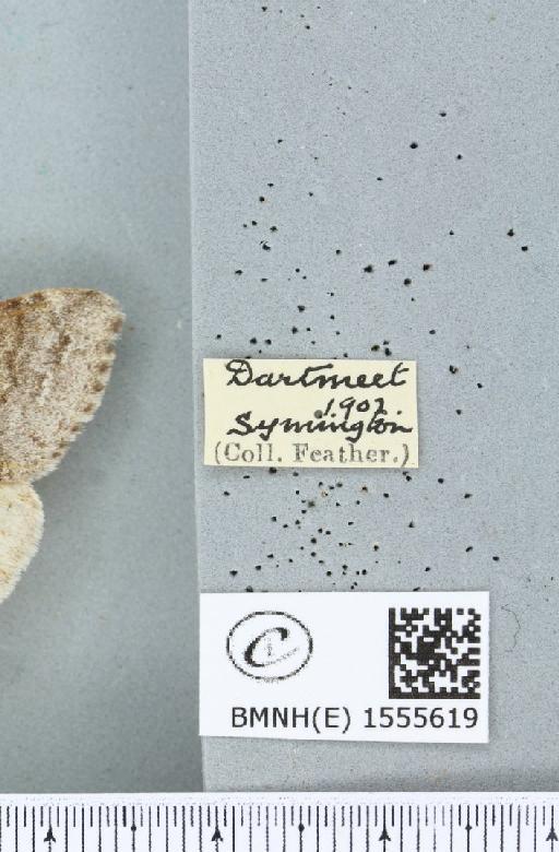 Calliteara pudibunda (Linnaeus, 1758) - BMNHE_1555619_label_254802