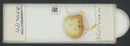Tachyporinae MacLeay, W. S., 1825 - 010189149_127044_1765704