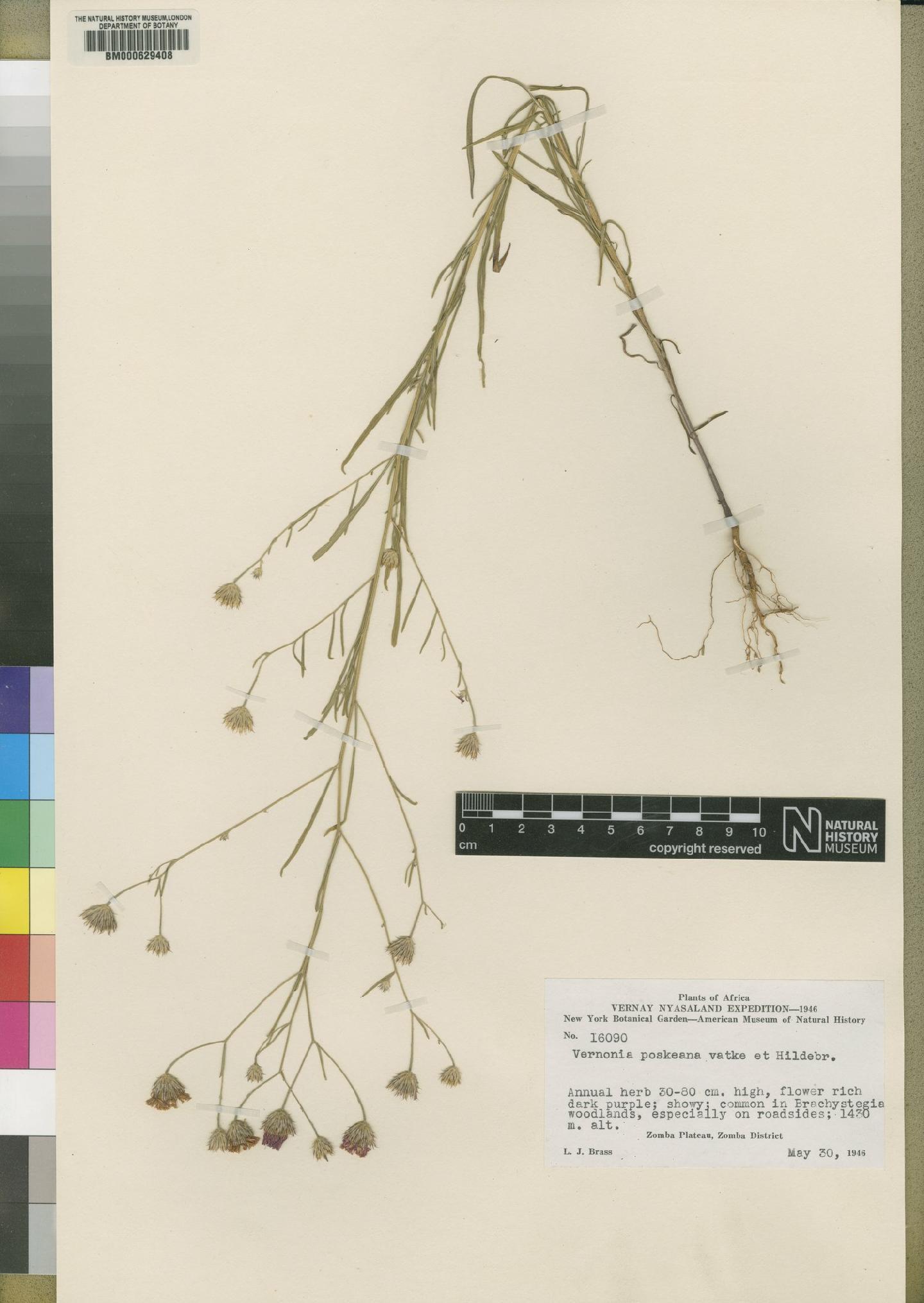 To NHMUK collection (Vernonia erinacea Wild; Type; NHMUK:ecatalogue:4526363)