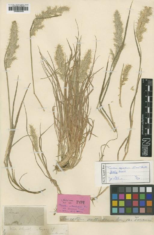 Trisetum spicatum (L.) K.Richt. - BM000959388