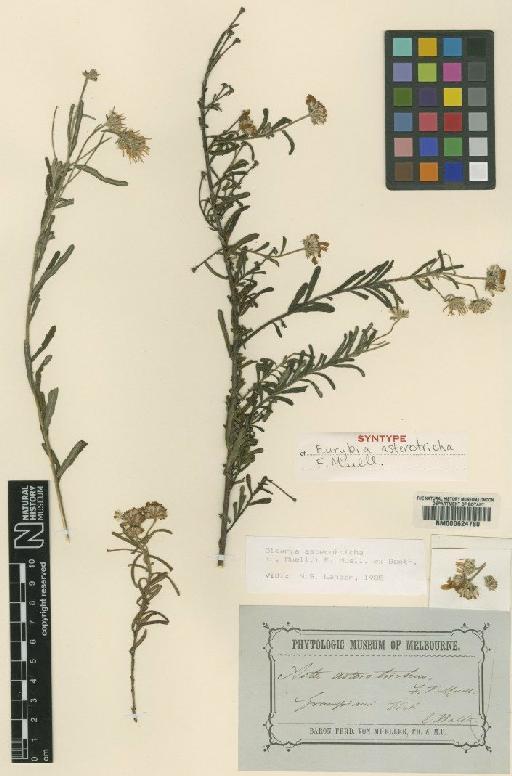 Olearia asterotricha (F.Muell.) F.Muell. ex Benth. - BM000624780