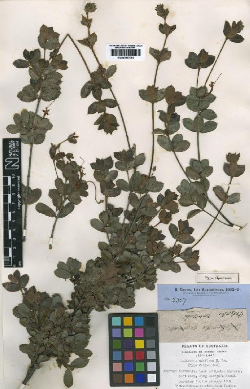 Lambertia uniflora R.Br. - BM000847093