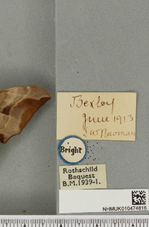 Smerinthus ocellata ab. pallida Tutt, 1902 - NHMUK_010474816_label_525152