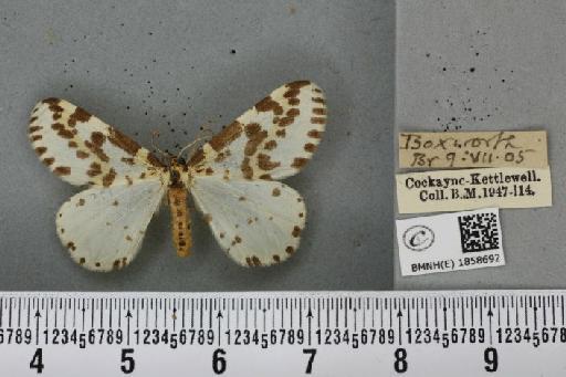 Abraxas grossulariata ab. diluta Lempke, 1951 - BMNHE_1858692_416414