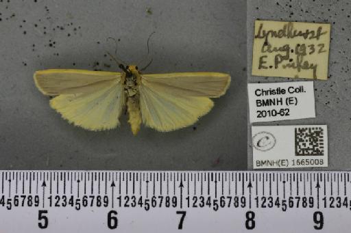 Eilema complana (Linnaeus, 1758) - BMNHE_1665008_288844