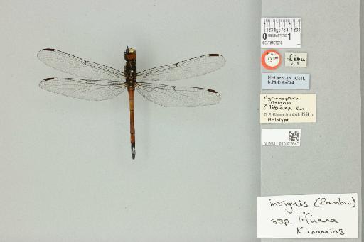 Agrionoptera insignis lifuana Kimmins, 1953 - 013322845_dorsal