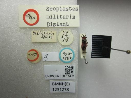 Scopiastes militaris Distant, 1901 - Scopiates militaris-BMNH(E)1231278-Syntype male dorsal & labels 2