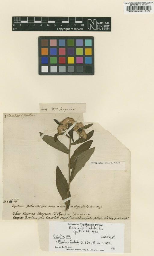 Baccharis foetida L. - BM000038189