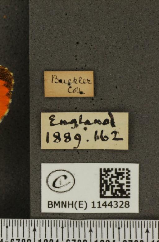 Anthocharis cardamines britannica Verity, 1908 - BMNHE_1144328_label_98945