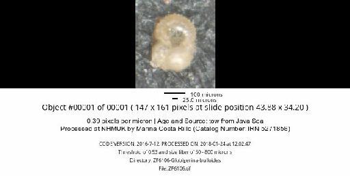 Globigerina bulloides Orbigny, 1826 - ZF6106-Globigerina-bulloides_obj00001_plane000.jpg