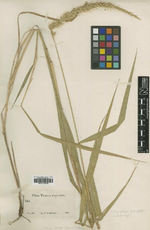 Setaria scheelei (Steud.) Hitchc. - BM001042403