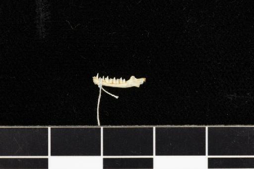 Rhinolophus midas Andersen, 1905 - 1894_11_16_1-Rhinolophus_midas-Holotype-Skull-left_mandible-lateral