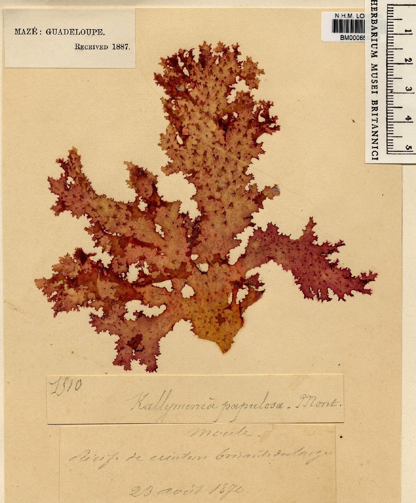 To NHMUK collection (Kallymenia papulosa Mont.; NHMUK:ecatalogue:4857556)