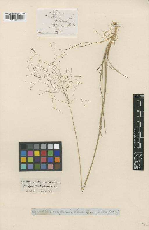 Agrostis airiformis Steud. - BM000938531