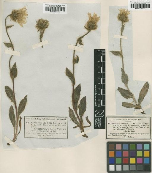 Hieracium villosum Jacq. - BM001050641