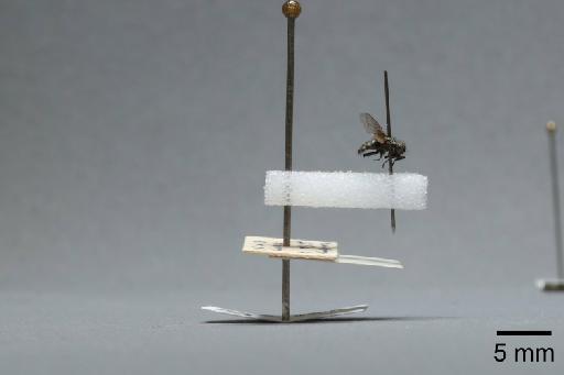 Sarcophaga (Myorhina) nigriventris Meigen, 1826 - 015091640_lateral