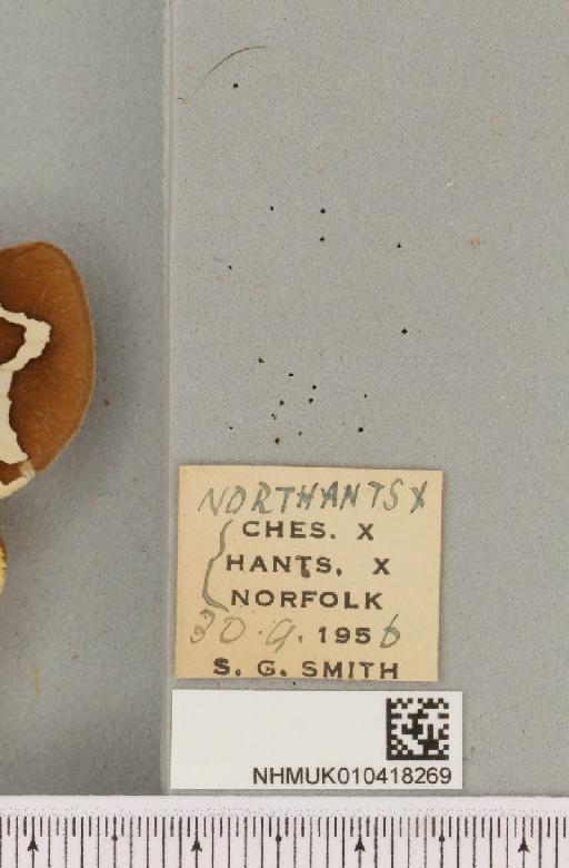 Arctia caja (Linnaeus, 1758) - NHMUK_010418269_label_530886