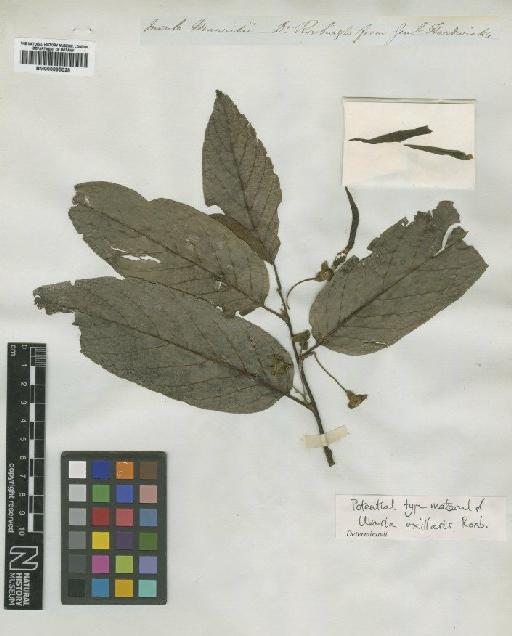 Cananga odorata (Lam.) Hook.f. & Thomson - BM000895028