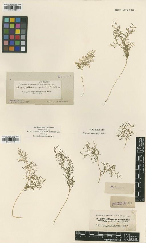 Onychium melanolepis (Decne.) Kunze - BM001044039