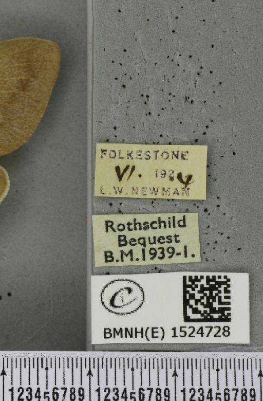 Macrothylacia rubi (Linnaeus, 1758) - BMNHE_1524728_label_196103