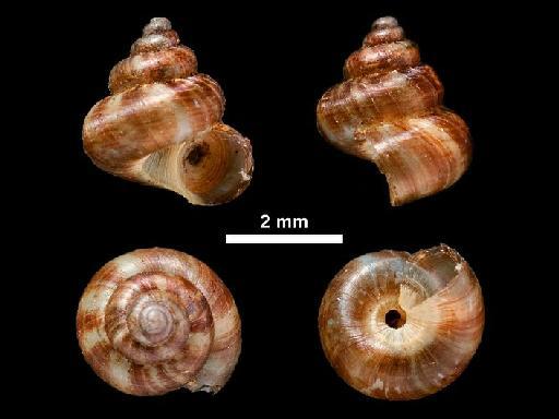 Cyathopoma (Jerdonia) anamallayanum Beddome, 1875 - 1912.4.16.870, PARALECTOTYPES, Cyathopoma (Jerdonia) anamallayanum Beddome, 1875