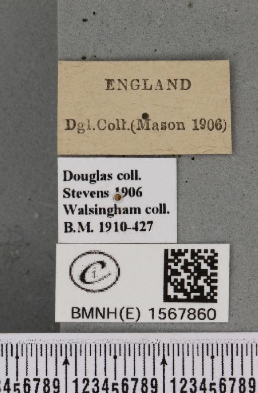 Bena bicolorana (Fuessly, 1775) - BMNHE_1567860_label_293304