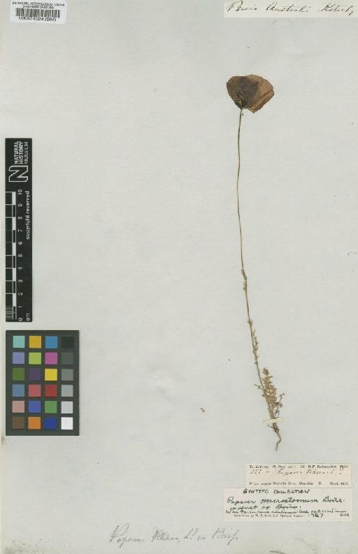 Papaver macrostomum Boiss. & Huet - BM000574924