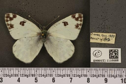 Pontia daplidice (Linnaeus, 1758) - BMNHE_1116688_68802