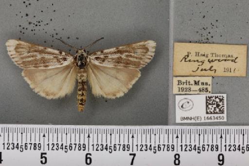 Coscinia cribraria bivittata (South, 1900) - BMNHE_1663450_283179