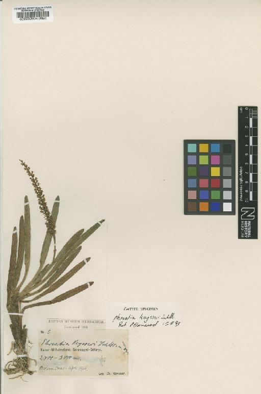 Phreatia keysseri Schltr. - BM000532926