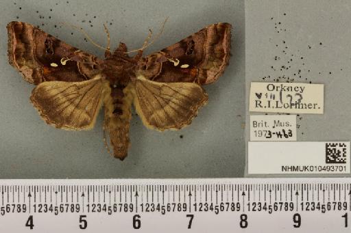 Autographa pulchrina (Haworth, 1809) - NHMUK_010493701_549317