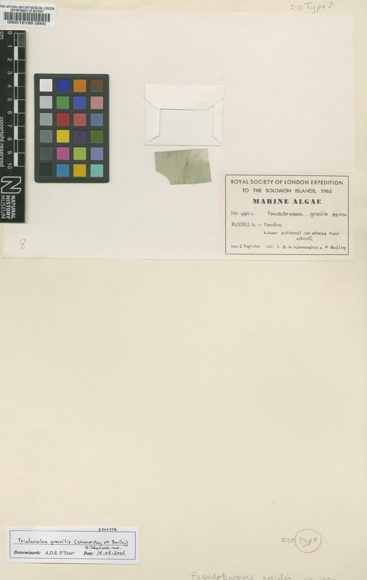 To NHMUK collection (Pseudobryopsis gracilis Womersley & A.Bailey; Isotype; NHMUK:ecatalogue:4830659)