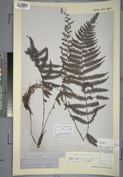 Polypodiaceae J.Presl & C.Presl - Spruce - BM000776894