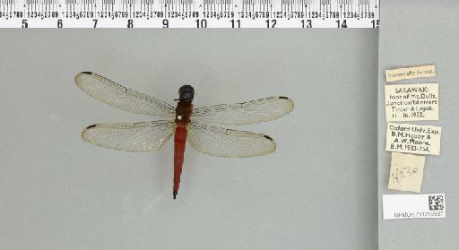 Lyriothemis biappendiculata (Selys, 1878) - 011252857_93000_1255234_2