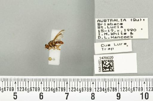 Bactrocera (Bactrocera) bryoniae (Tryon, 1927) - BMNHE_1435020_28429